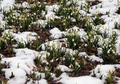 Die ersten Märzenbecher im Schnee am Kapenschlösschen