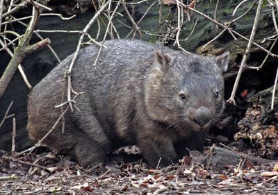 Das Bild zeigt den Wombat Emma im Zoo in Duisburg. In der Stadt Duisburg im Bundesland Nordrhein-Westfalen ist ein ganz besonderes Tier gestorben. (FOTO: DDP)