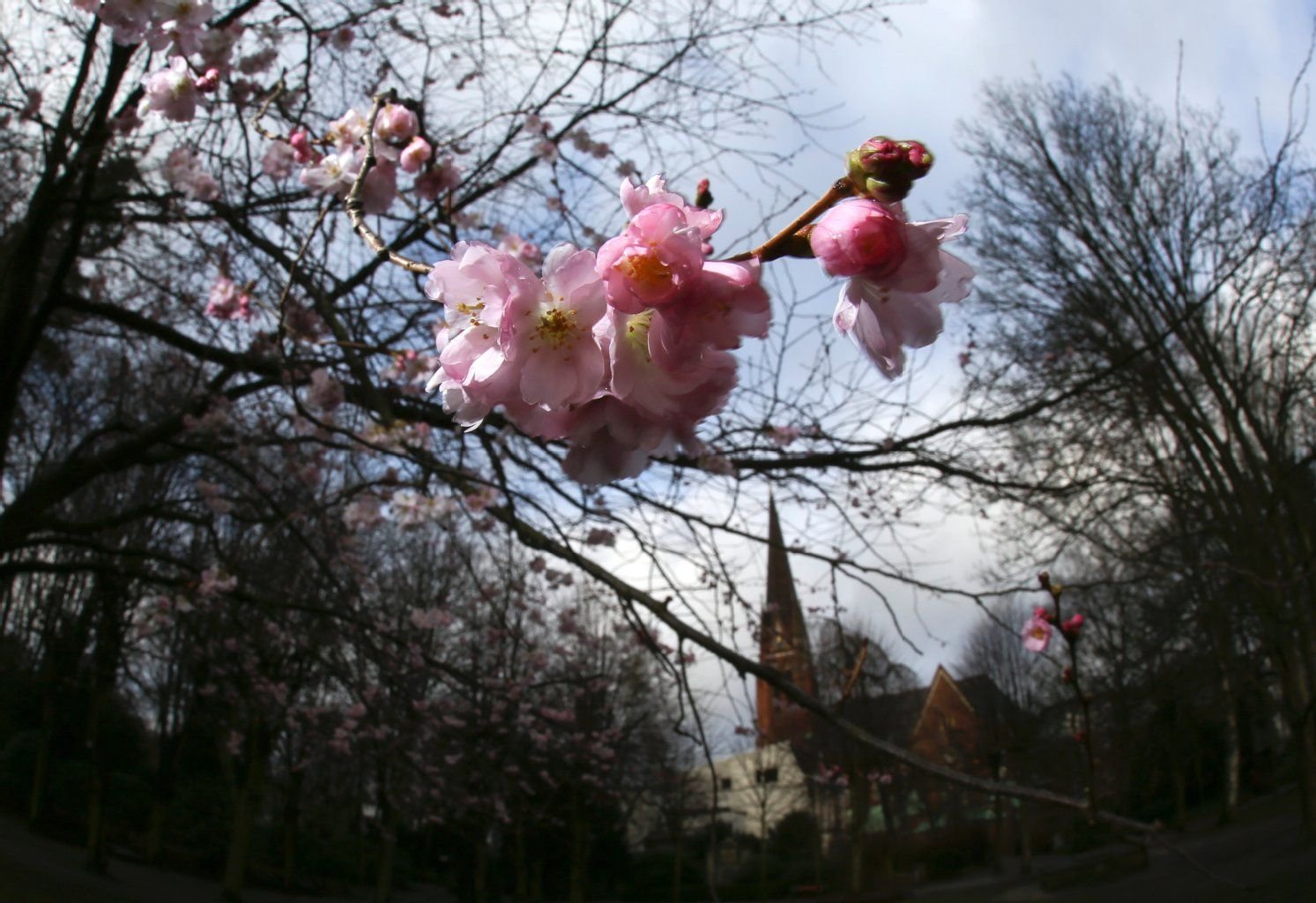 Blüten und Blütenknospen hängen am 08.01.2014 in Hamburg an einer Zierkirsche im Wohlerspark.