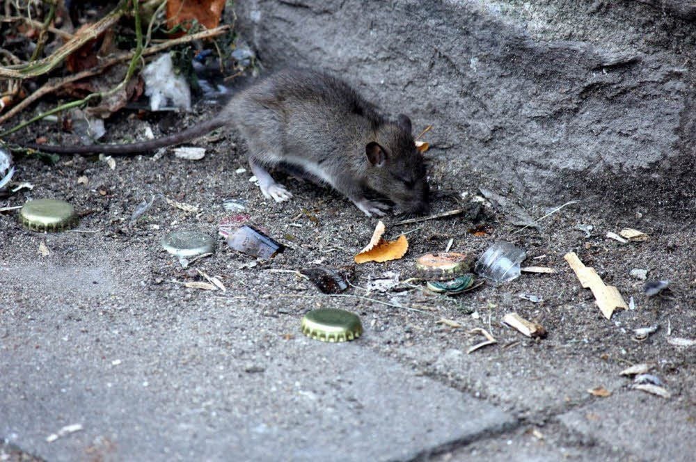 Wo Müll ist, sind oft und schnell auch Ratten, so auch in der Zeitzer Unterstadt.