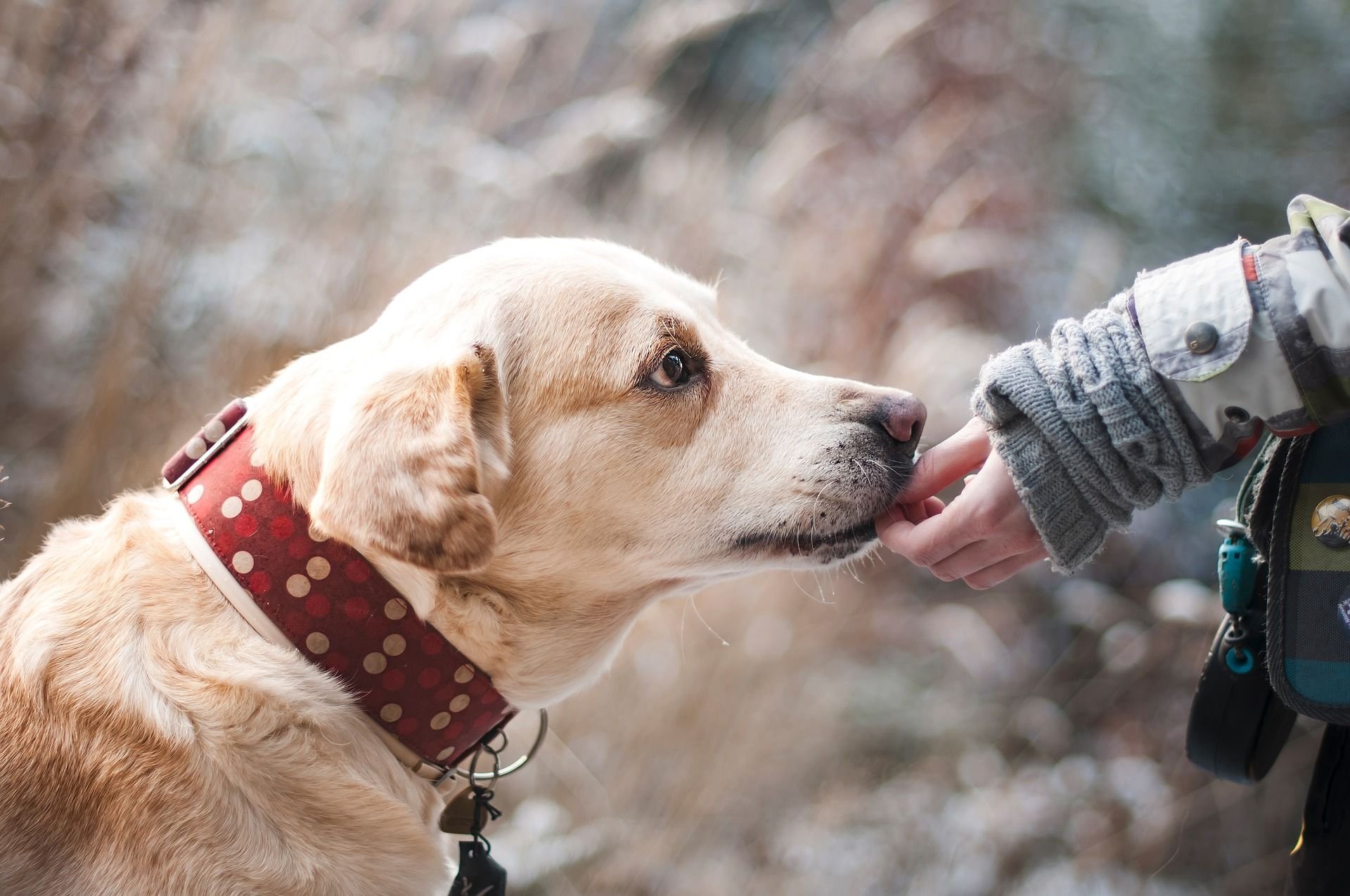 Die Hundesteuer in Wittenberg wird angehoben.