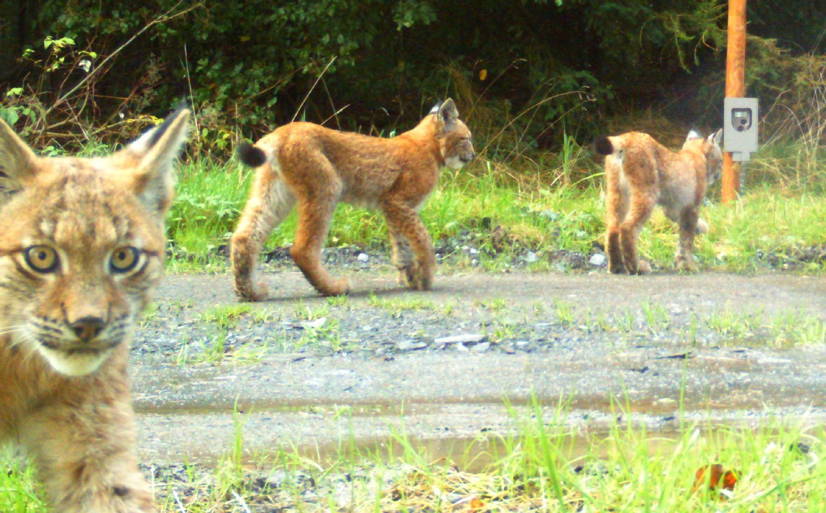 Junge Luchse tappen in die Fotofalle. Seit 15 Jahren wird der Luchs wieder im Harz angesiedelt. Wie viele Tiere durch die Wälder streifen, weiß keiner so genau. Ein Fotofallen-Monitoring ist jetzt zu Ende gegangen und muss ausgewertet werden.