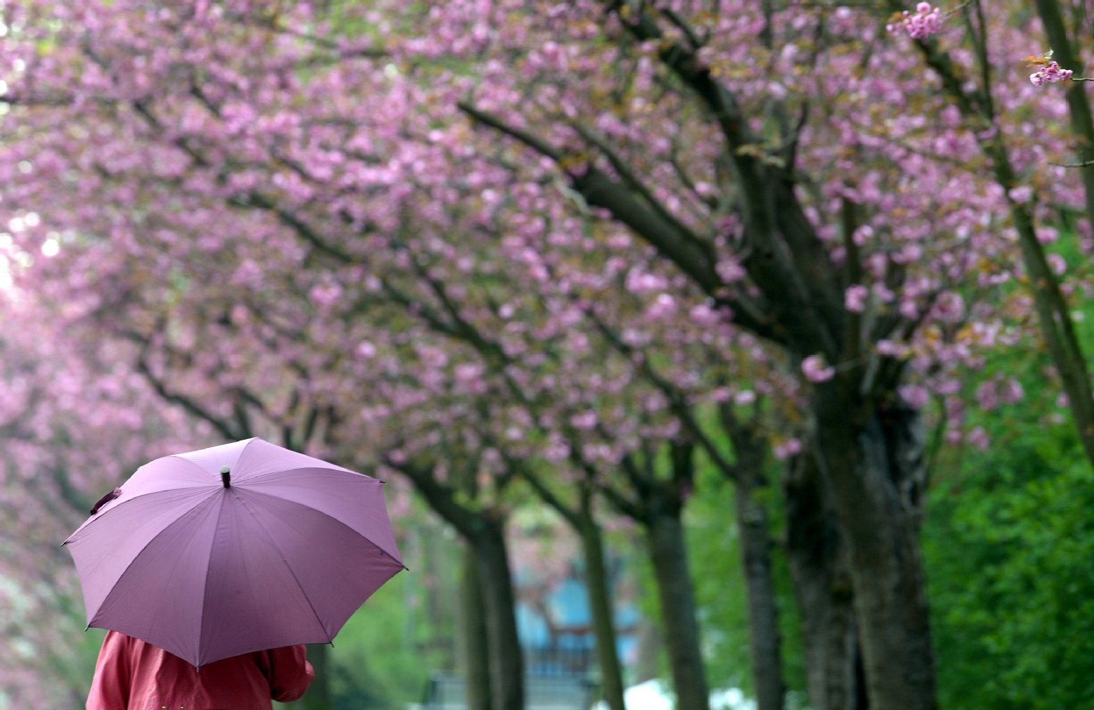 Eine Frau geht am 26.04.2013 in Köln (Nordrhein-Westfalen) mit ihrem Regenschirm unter blühenden Kirschblüten. Das frühlingshafte Wetter soll in den nächsten Tagen durch Regen und Temperaturen bis neun Grad abgelöst werden.