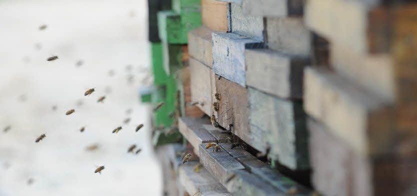 Fleißige Bienen: Jeden Tag fliegen sie in ihrem Wanderwagen aus und ein.