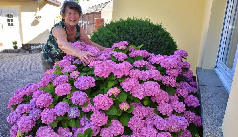 Brigitte Heilmann aus Pettstädt mit ihrer wundervollen Hortensie.
