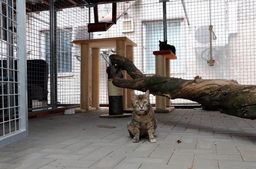 Im Katzenhaus gibt es ein neues Freigehege.