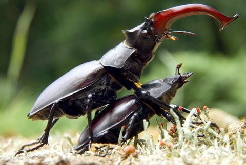 Zwei Hirschkäfer paaren sich in einem Wald. Der Hirschkäfer (Lucanus cervus) ist das Insekt des Jahres 2012. (FOTO: DPA)