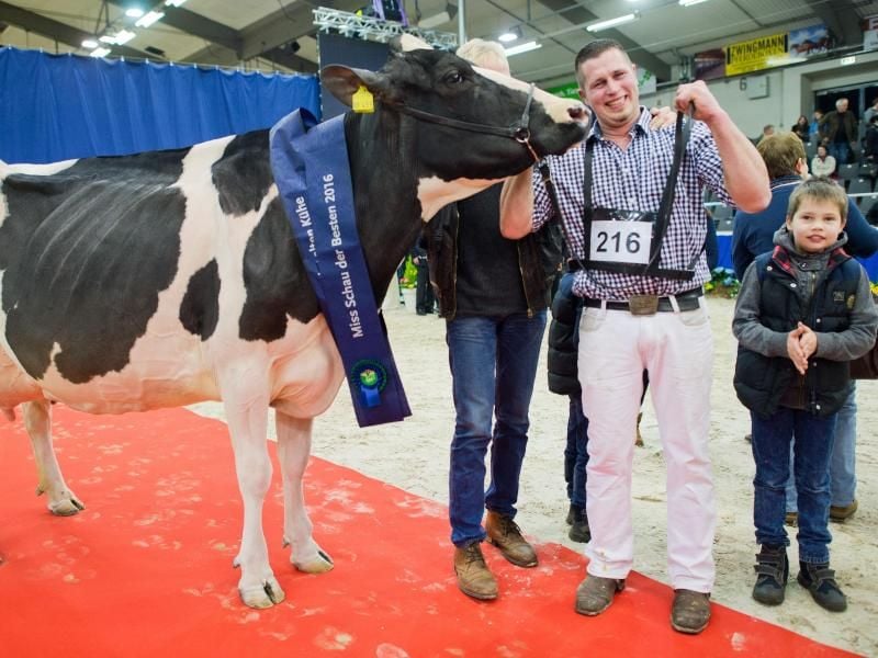 ARCHIV - Landwirt Henrik Wille freut sich am 25.02.2016, dass seine Die Kuh Lady Gaga des Landwirts Henrik Wille wurde 2016 zur Gewinnerin gekürt. Dieses Jahr ist sie nicht dabei - sie hat gerade frisch gekalbt und ist verhindert. Foto: Julian Stratenschulte