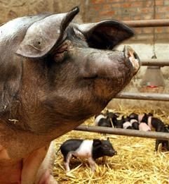 Die Sau «Henny» des Schweinezüchters Fritz Weber aus Wormsdorf im Bördekreis. (Foto: dpa)