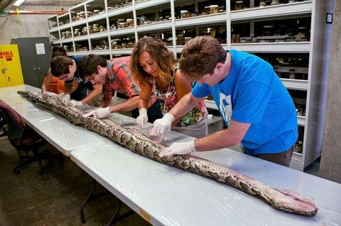 Wissenschaftler des Florida Museum of Natural History öffnen in dem Museum in Gainesville (USA) den grössten bisher in Florida gefundene Tigerpython. (FOTO: DPA)