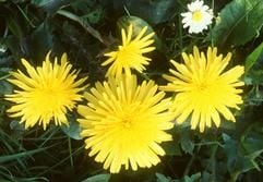 Was macht Unkraut zu Unkraut? - grundsätzlich ist es Ansichtssache, welche Pflanzen im Garten nicht erwünscht sind. Löwenzahn ist allerdings bei den wenigsten Hobbygärtnern beliebt. (Foto: dpa)