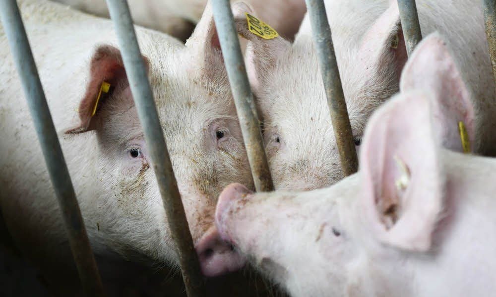 Die Haltungsbedingungen in den deutschen Schweineställen sorgen regelmäßig für große und kleine Skandale.