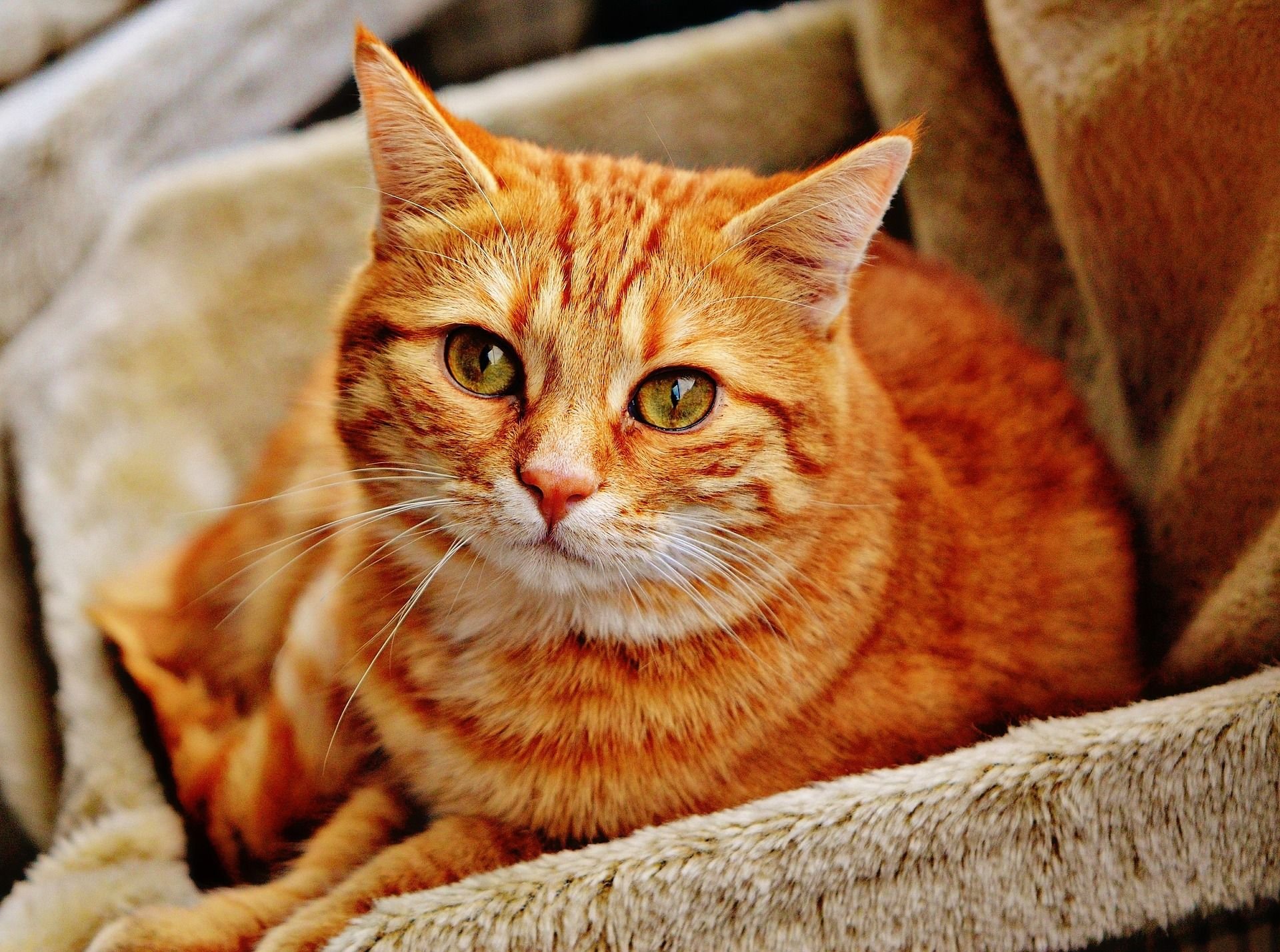 In Jessen wurde eine verletzte junge Katze gefunden.