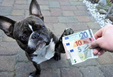In Harzgerode muss 2016 mehr Hundesteuer gezahlt werden.