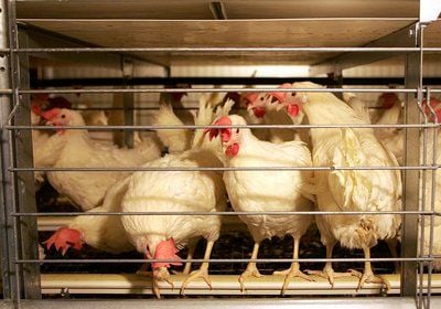 Hühner bei der Kleingruppenhaltung in großen Käfigen (Foto: dpa)
