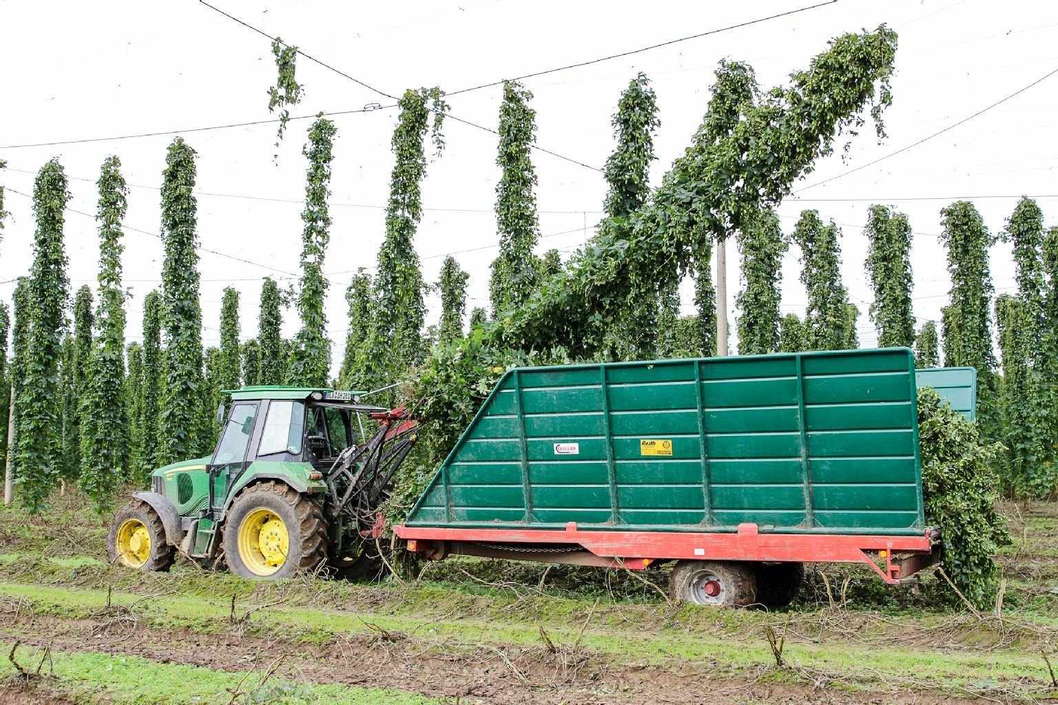 Hopfenernte