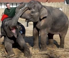 Noch tollen die beiden Sumatra-Elefanten Nova (l.) und Cynthia mit ihrem Tierpfleger Axel Boas in ihrer Anlage im Bergzoo Halle herum. (Foto: dpa)