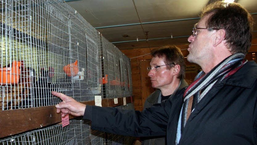 Werner Kilian aus Holzdorf und Siegfried Schulze aus Seyda nutzen die Gräfendorfer Ausstellung, um nach neuen Tieren Ausschau zu halten.