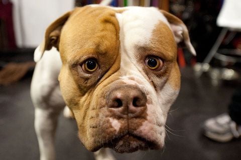 Ein Hund der Rasse Real-AmStaff schaut in Berlin auf der Heimtiermesse im Velodrom neugierig in die Kamera. (FOTO: DPA)