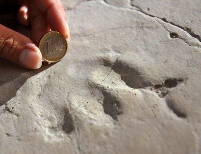 Der Abdruck der Saurierspur eines Isochirotherium im Vergleich zu einer 1-Euro Münze ist im Landesmuseum für Vorgeschichte in Halle (Saale) zu sehen. (Foto: dpa)