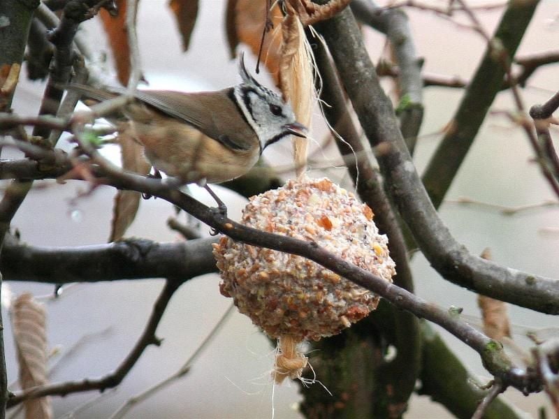 Futterknödel werden besser an einer Hanfschnur befestigt - in den Maschen eines Plastiknetzes können Vögel sich verfangen. Foto: Ursula Bauer/Aktion Tier