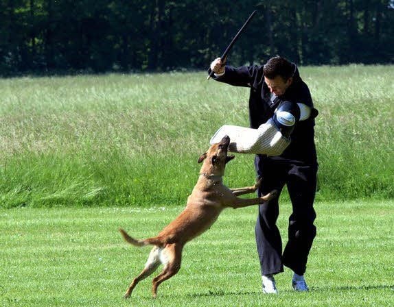 Auch „Daisy“ von Enrico Jesse aus Düßnitz hat beim Schutzdienstpokalkampf in Gerbis keine Scheu, kraftvoll zuzubeißen. Schutzdiensthelfer Dirk Schimank muss sich dagegen stemmen.