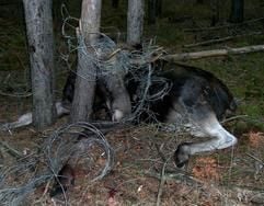 Ein in Drahtschlingen verfangener Elch liegt schwer verletzt in einem Waldstück bei Baruth (Landkreis Dahme-Spreewald). (Foto: dpa)