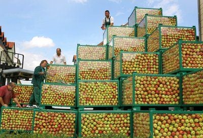 Apfel-Pyramide in Grimma (Foto: dpa)