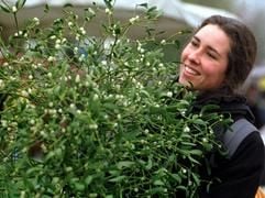 Längst nicht mehr nur in Großbritannien ein fester Bestandteil der Weihnachtsdekoration - auch in Deutschland erfreuen sich Misteln wachsender Beliebtheit. (Foto: dpa)