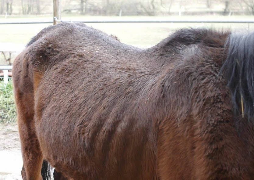 Dieses Pferd aus Danstedt war ganz offensichtlich unterernährt.