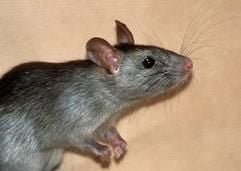 Ratte (Foto: dpa)