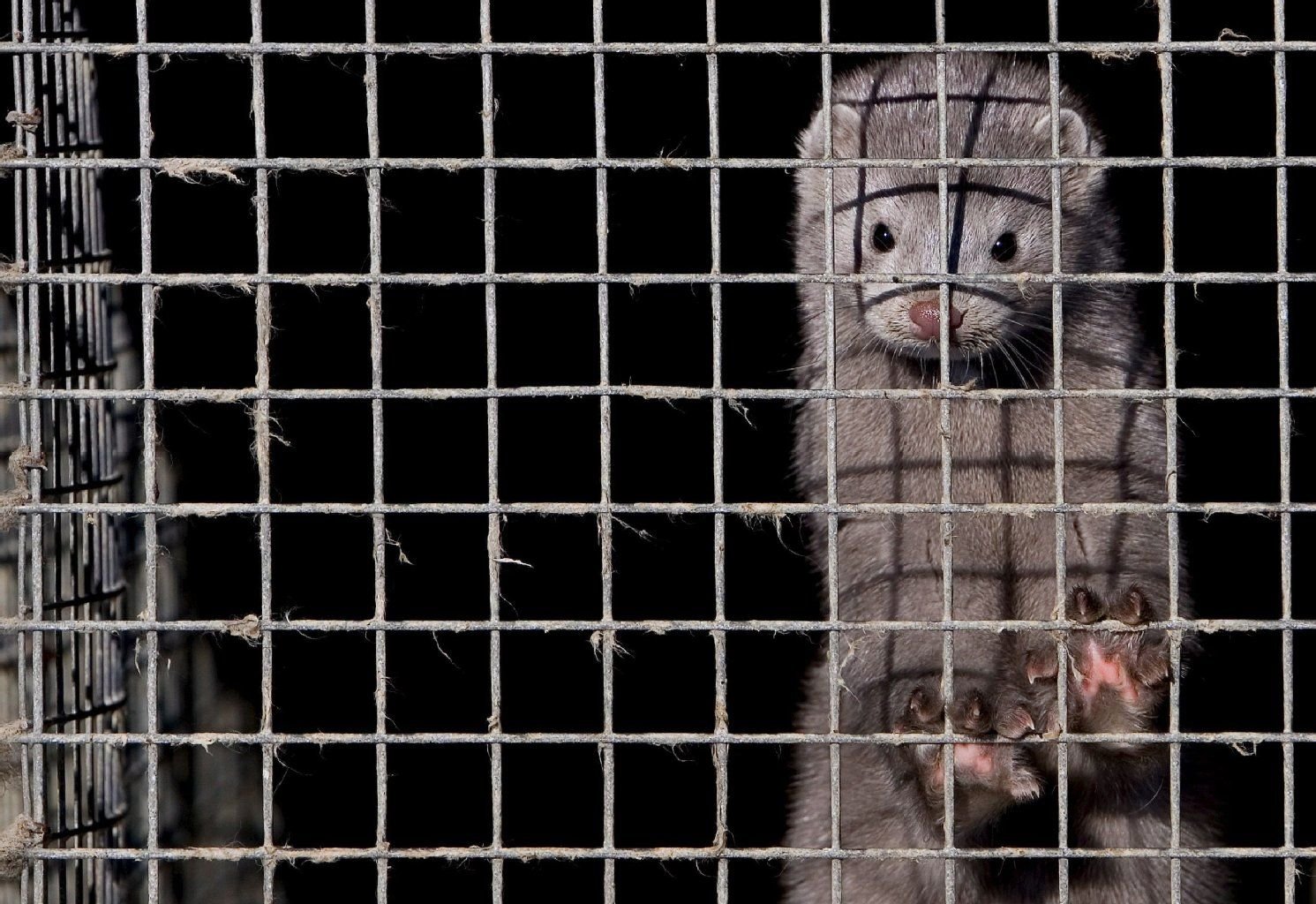 Leben hinter Gittern: Ein Nerz