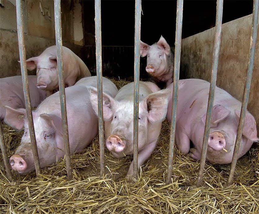 Die Schweine sind „gestorben“, Hühner sollen kommen.