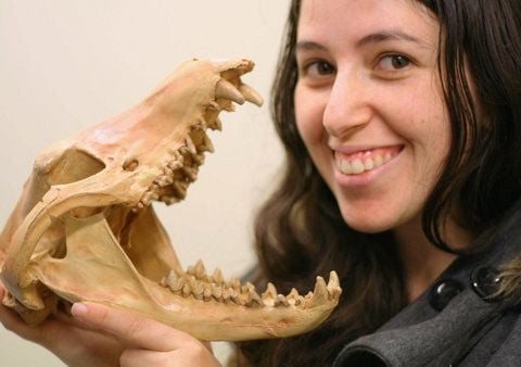 Die Wissenschaftlerin Marie Etard von der University of New South Wales in Sydney mit dem Schädel eines Beutelwolfes. (FOTO: DPA)