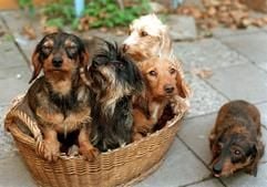 Zahlreiche Dackel drängeln sich in einem Hundekorb - da muss einer draußen bleiben. (Foto: dpa)
