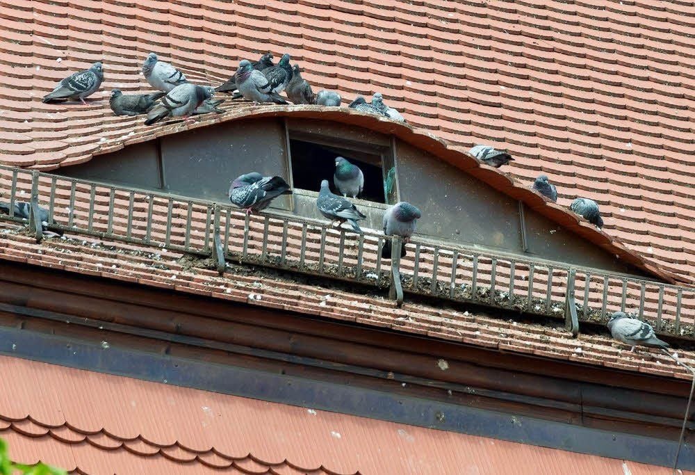 Immer dicht belagert - das sanierte Dach des Fürstenhauses, wo die Luken ständig offen stehen und so die Tauben zum Einflug einladen.