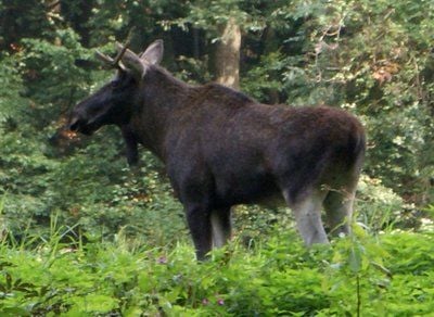 Elch «Knutschi» steht in einem Waldstück nahe der Autobahn A7 Kassel - Hannover nördlich von Kassel. (FOTO: DPA)