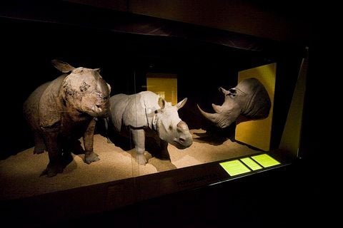 Es gibt Diebe, die Rhinozeros-Hörner aus europäischen Ausstellungen stehlen und dann an Asiaten verkaufen. Diese zahlen bis zu 200.000 Euro pro Horn. (FOTO: DPA)