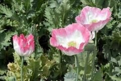 Mohnblüten in einem Mohnanbaugebiet in der Provinz Kandahar in Afghanistan. (Foto: dpa)