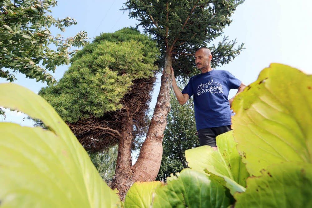 Wie, um alles in der Welt, aus einer Zuckerhutfichte ein anderer Baum wachsen kann, fragt sich Michael Böhm noch heute.