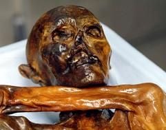 Nahaufnahme des Kopfes der 5.300 Jahre alten Gletscherleiche «Ötzi» im Archäologischen Museum in Bozen (undatiertes Archivfoto). Mumien haben etwas Furcht erregendes, Erschreckendes, Unerklärliches an sich. Jetzt macht auch Ötzi von sich Reden: Sechs Menschen, die im Zusammenhang mit der Gletscherleiche standen, sind tot. Verbirgt sich hinter dem netten Namen ein grausiges Geheimnis? Nachdem am Sonntag (17.04.2005) der Urgeschichtler und Ötzi-Forscher Konrad Spindler im Alter von nur 66 Jahren in Innsbruck gestorben ist, sind die Italiener - die sowieso zum Aberglauben tendieren - hellhörig geworden. (Foto: dpa)