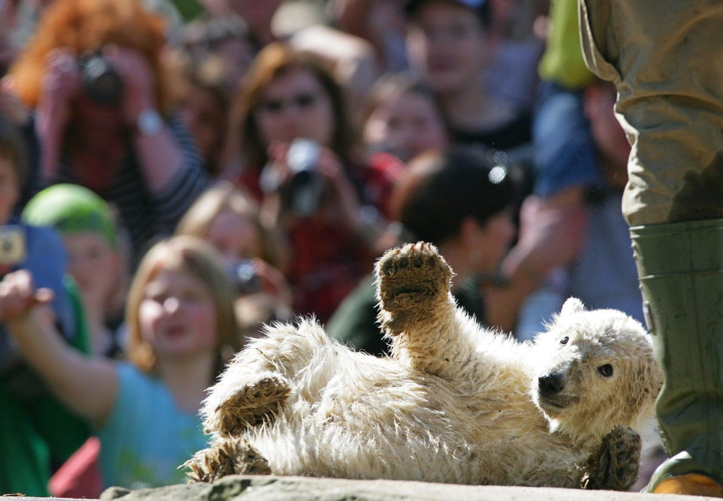 Eisbärbaby Knut spielt am 13.04.2007 im Berliner Zoo vor den Zoobesuchern.