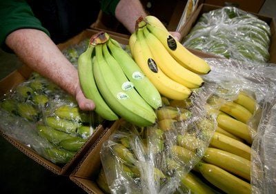 Hier bekommen die Bananen ihre Farbe: In der Bananenreiferei im Hamburger Hafen hält ein Arbeiter am 15.06.2009 noch unreife grüne Bananen (l) und schon reife gelbe Bananen in den Händen. (FOTO: DPA)