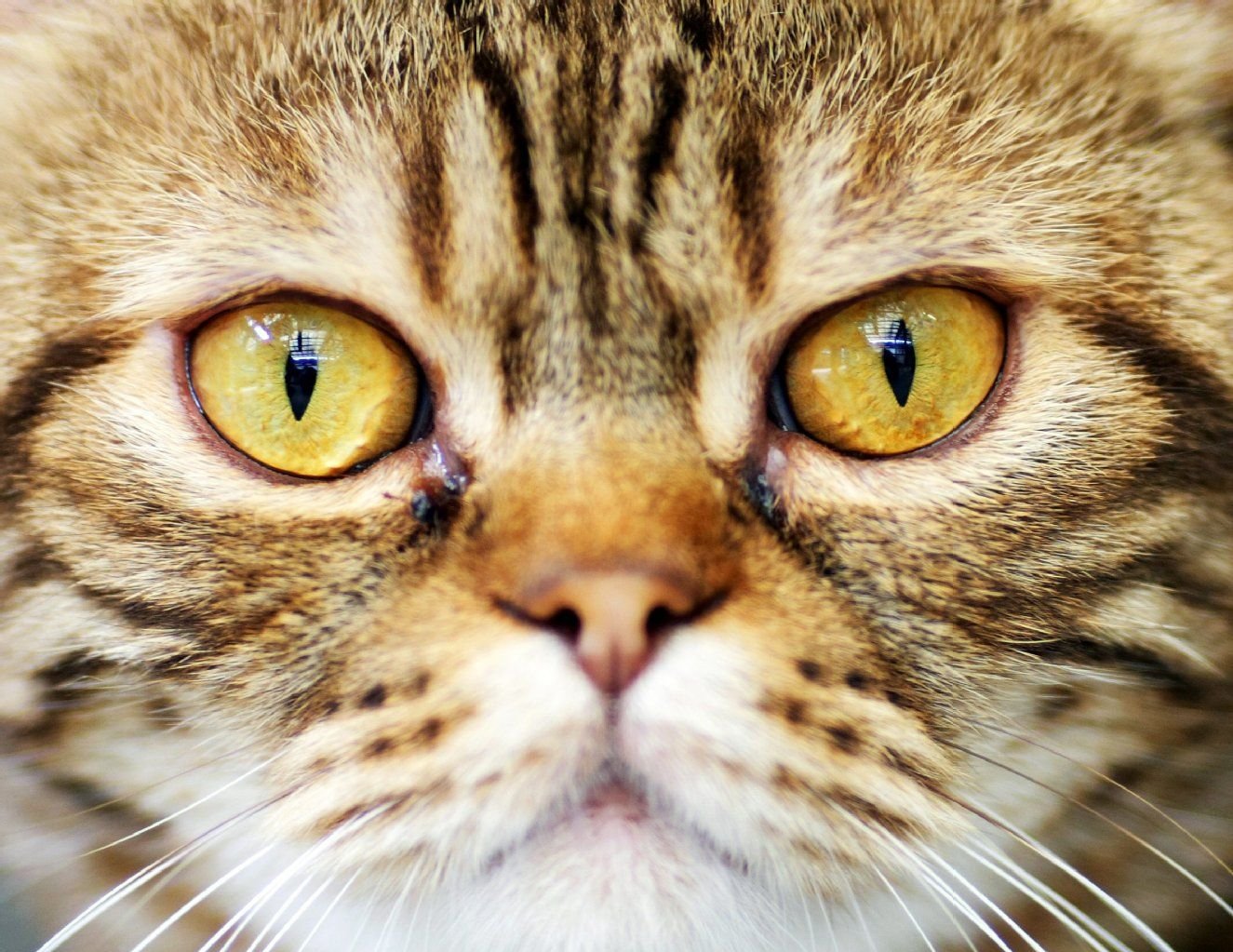 Ein generelles Verbot von Hunden und Katzen in Mietverträgen ist unzulässig.