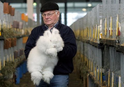 Ein Kaninchenzüchter präsentiert während der Aufbauphase zur 28. Bundes-Kaninchenschau in den Hallen der Messe Bremen eines seiner Angorakaninchen. (ARCHIVFOTO: DPA)