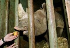 Hama, die dreijährige Spitzmaul-Nashorndame aus dem Frankfurter Zoo, wird am 19. Mai 2004 auf ihrem Weg zum südafrikanischen Krüger-Nationalpark in Johannesburg mit einem Apfel begrüßt. Fünf Monate nach ihrer Ankunft hat sie sich offenbar gut eingelebt und entwickelt Interesse für einen Bullen aus der Familie der Breitmaul-Nashörner. (Foto: dpa)