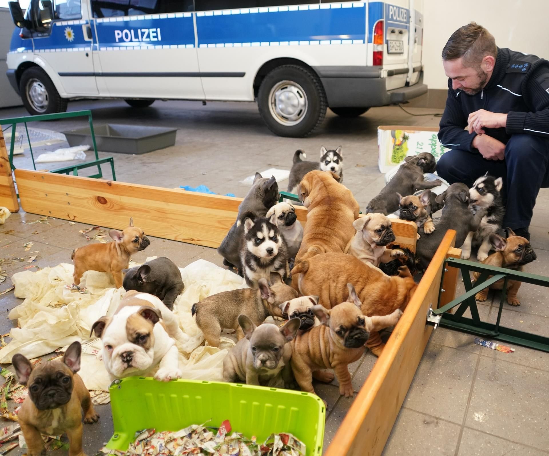 Die Polizei befreite die Welpen verschiedenster Rassen.