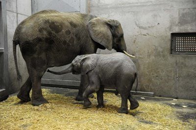 Elefantenkuh Bibi und ihr einjähriges Kalb Panya sind im halleschen Zoo angekommen. (FOTO: THOMAS MEINICKE)