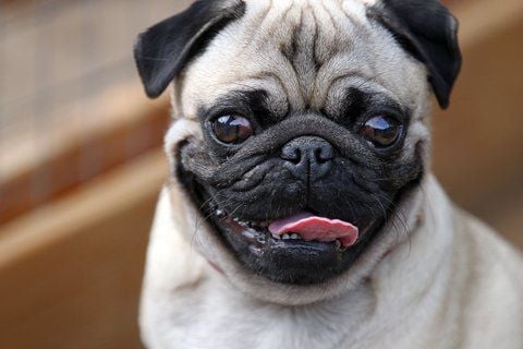 Mops Balduin blickt im Hundekindergarten in Leipzig in die Kamera. (FOTO: ZB)