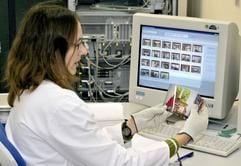 Eine Mitarbeiterin der Firma Orwo Net GmbH in Wolfen prüft am Freitag (17.10.2003) in einem Großlabor Fotos, die per Internet digital geschickt und im Labor ausbelichtet wurden. Nach dem Insolvenzantrag der PixelNet AG und deren 100prozentigen Tochter ORWO Media GmbH wurden deren materielles und immaterielles Anlagevermögen an die neu gegründete ORWO Net GmbH verkauft, wie auf einer Pressekonferenz am Freitag (17.10.2003) informiert wurde. Zum 01.10.2003 übernahm ORWO Net 34 Mitarbeiter. (Foto: dpa)